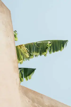 Banana Leaves Over Beige Minimalist Wall